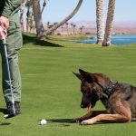 German Shepherd Undergoes Surgery to Remove 18 Golf Balls from Stomach German Shepherd