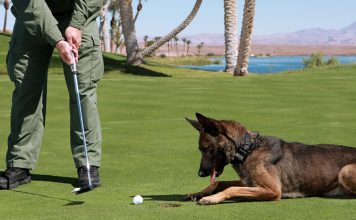 German Shepherd Undergoes Surgery to Remove 18 Golf Balls from Stomach German Shepherd