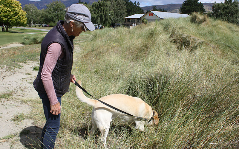 Jean helping Fergus search for more golf balls to add to his collection (Photo: Jean and Doug Harradine)